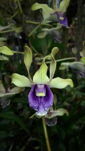 Dendrobium Tiara Beauty