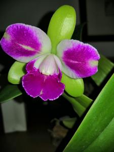 <i>Cattleychea</i> Green Genes