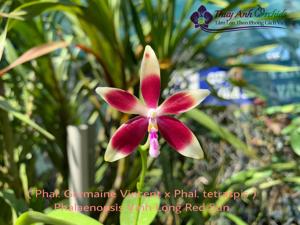 <i>Phalaenopsis</i> Vinh Long Red Sun