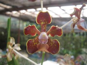 Vanda Motes Long Spike