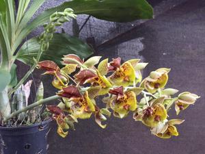 Catasetum Lovena