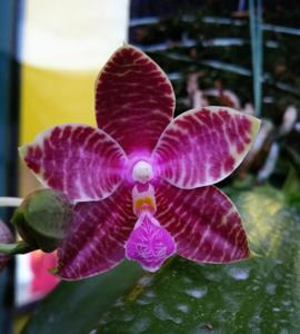 Phalaenopsis LYC Flaming Passion