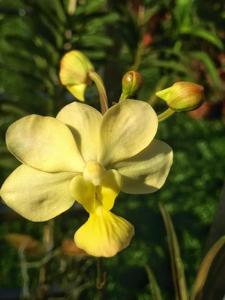 <i>Taproanthe</i> Cobber Kain