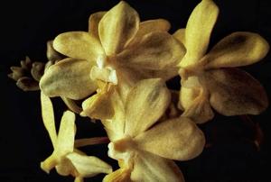 Taproglottis Sun Gold