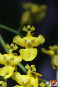 <i>Oncidium</i> cheirophorum-Fragrance