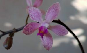 Phalaenopsis Dowilson