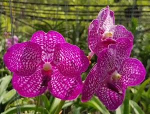 Vanda Noppadol Delight