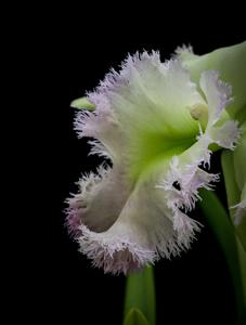 Rhyncholaeliocattleya Golf Green