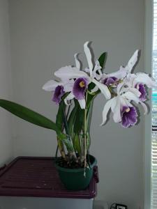 Cattleya Lord Dessler