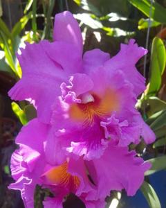 Rhyncholaeliocattleya Pink Empress