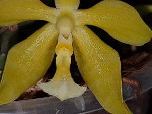 Phalaenopsis Margie Lane