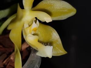 Phalaenopsis Margie Lane