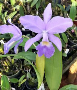 <i>Cattlianthe</i> Aurora's Mossingeana