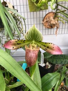Paphiopedilum Delightfully Venus