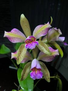 Cattleya Mini-green