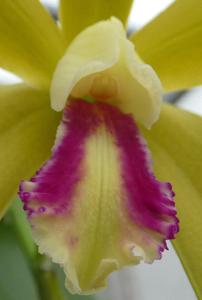 Cattleya Fredis J. Refunjol
