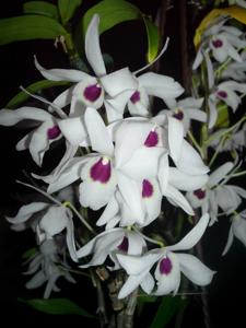 Dendrobium Cassiope