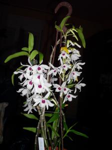 Dendrobium Cassiope