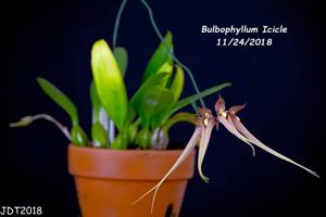 Bulbophyllum Icicles