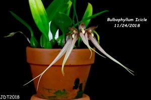 Bulbophyllum Icicles