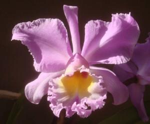 Rhyncholaeliocattleya Marcella Koss