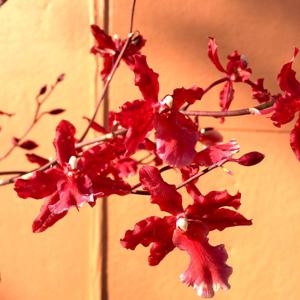 Oncostele Pacific Perspective