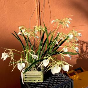 Brassavola Little Stars