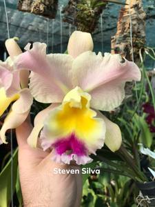 Rhyncholaeliocattleya Goldenzelle