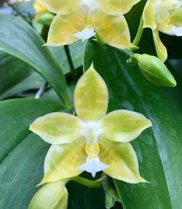 Phalaenopsis Joy Green Coral-Yin's Green Jewel