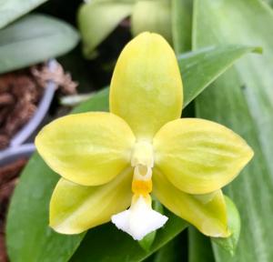 Phalaenopsis Joy Green Coral-Yin's Green Jewel