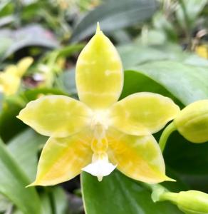 Phalaenopsis Joy Green Coral-Yin's Green Jewel