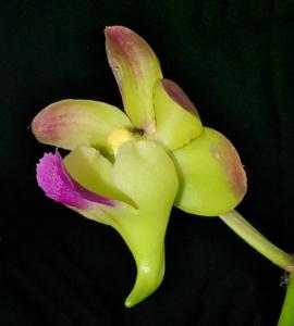 Aeridovanda lawrenceae-Chao Praya Emerald