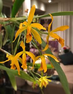 Cattlianthe Helen Jarzab