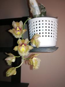 Clowesetum Jumbo Glory