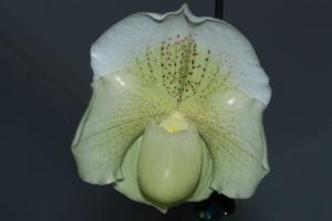 Paphiopedilum In-Charm Space