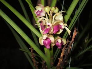 Luistylis Pakkret Jungle