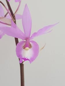 <i>Barkeria</i> Leo