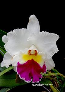 Rhyncholaeliocattleya Duh's Eternal Love