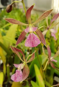 <i>Encyclia</i> Chiapas-Bees Knees
