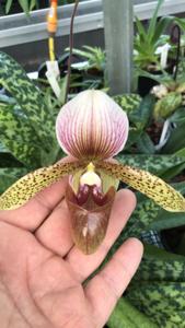 <i>Paphiopedilum</i> Sue Worth
