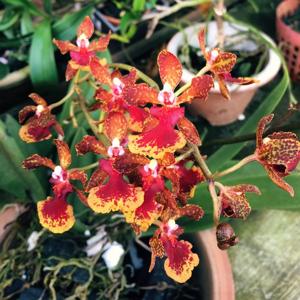 Trichocentrum Haematochilum grex