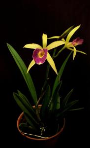 Rhynchobrassoleya Robert and Jenny Gay