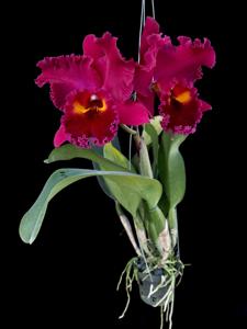 Rhyncholaeliocattleya Sanyung Ruby