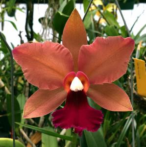 <i>Rhyncholaeliocattleya</i> Harriet Brickell