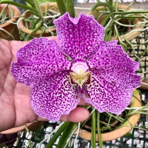 <i>Papilionanda</i> Xi Jinping-Peng Liyuan