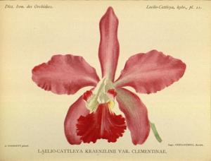 <i>Cattleya</i> x <i>kraenzlinii</i>