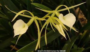 Brassavola Little Stars