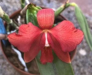 <i>Cattleya</i> Pearlouis
