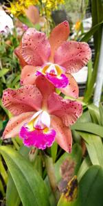 Rhyncholaeliocattleya Durigan