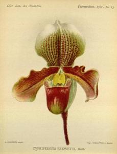 <i>Paphiopedilum</i> Luridum